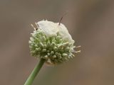 Allium praemixtum. Соцветие. Узбекистан, Навоийская обл., Нуратинские горы, северный склон хр. Актау, ур. Чархансай, около 800 м н.у.м., каменистый склон. 17.05.2024.