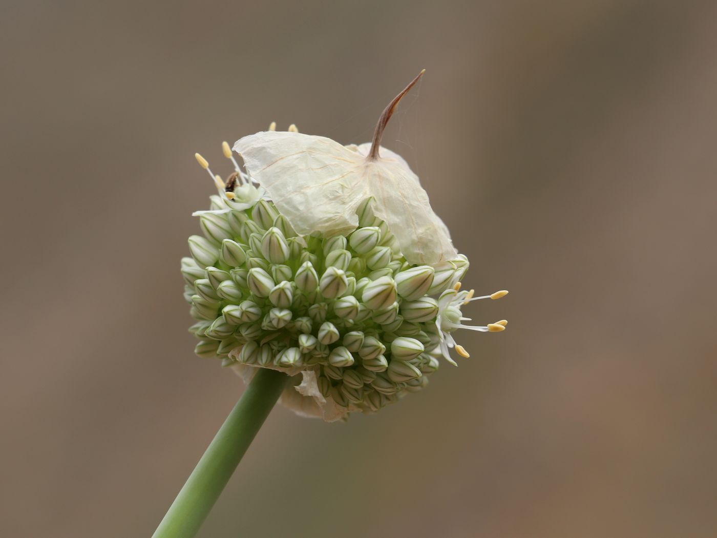 Изображение особи Allium praemixtum.