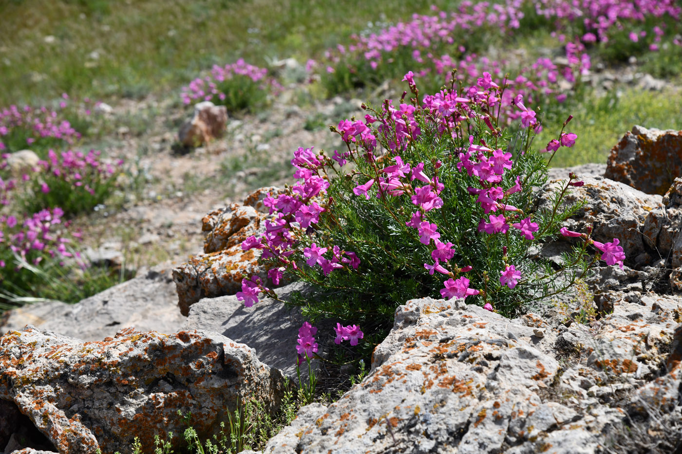 Image of Niedzwedzkia semiretschenskia specimen.
