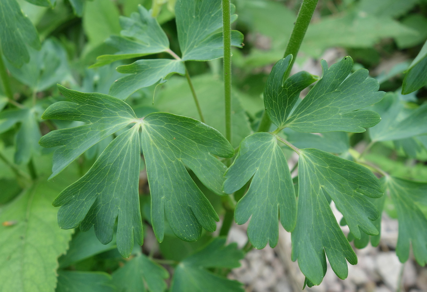 Image of Aquilegia olympica specimen.