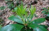 Rhododendron ponticum. Верхушка ветви с молодыми побегами. Адыгея, Майкопский р-н, дол. реки Пшеха, пихтово-буковый лес. 09.06.2024.
