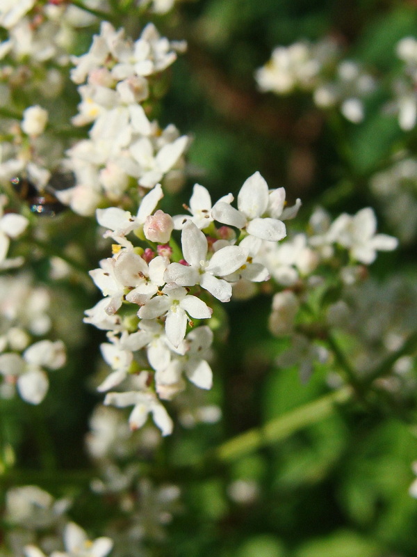 Изображение особи Galium physocarpum.