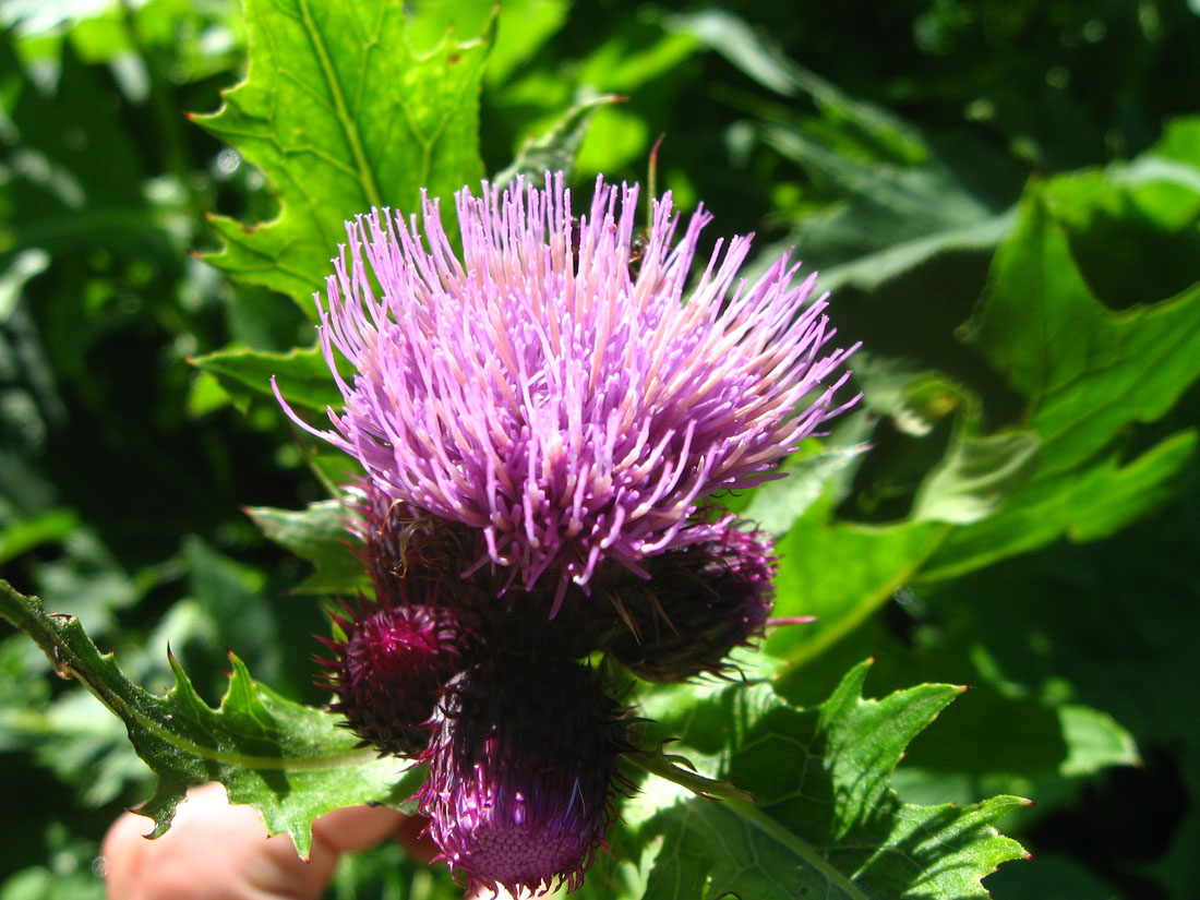 Image of Cirsium sychnosanthum specimen.