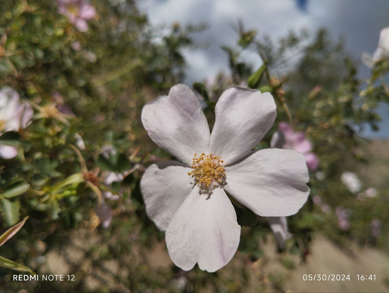 Image of genus Rosa specimen.