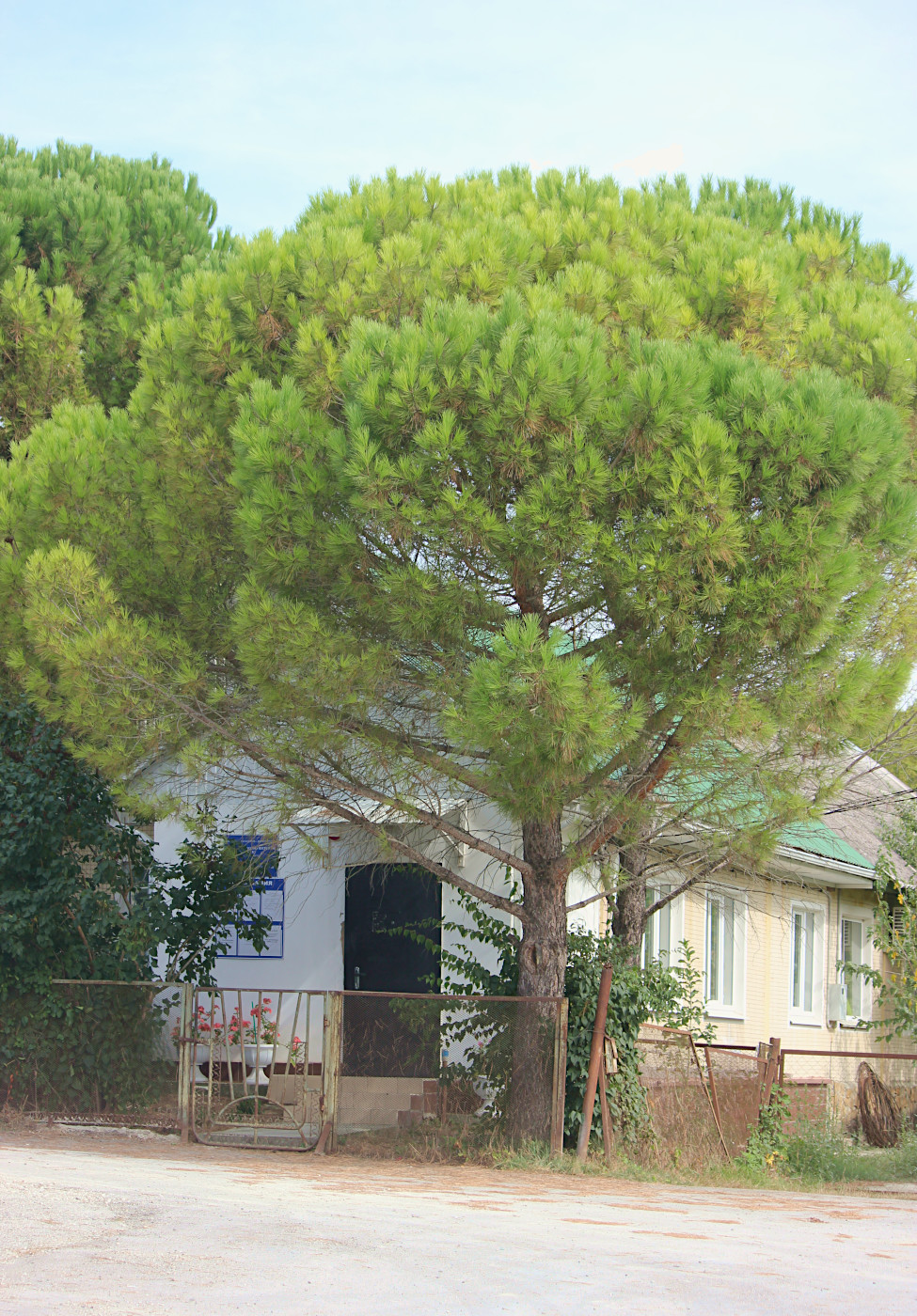 Изображение особи Pinus pinea.