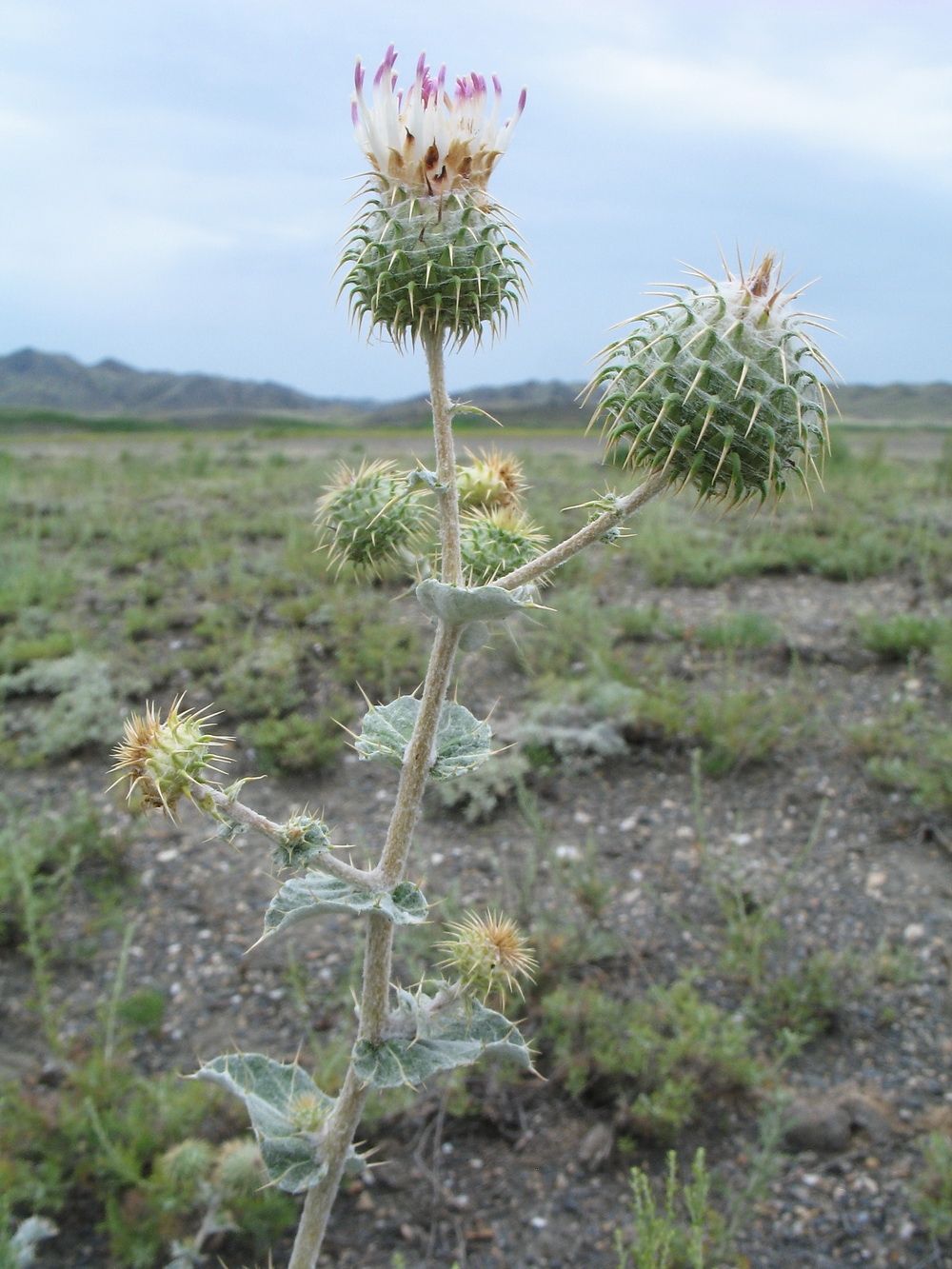 Image of Cousinia astracanica specimen.
