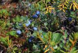 Vaccinium uliginosum