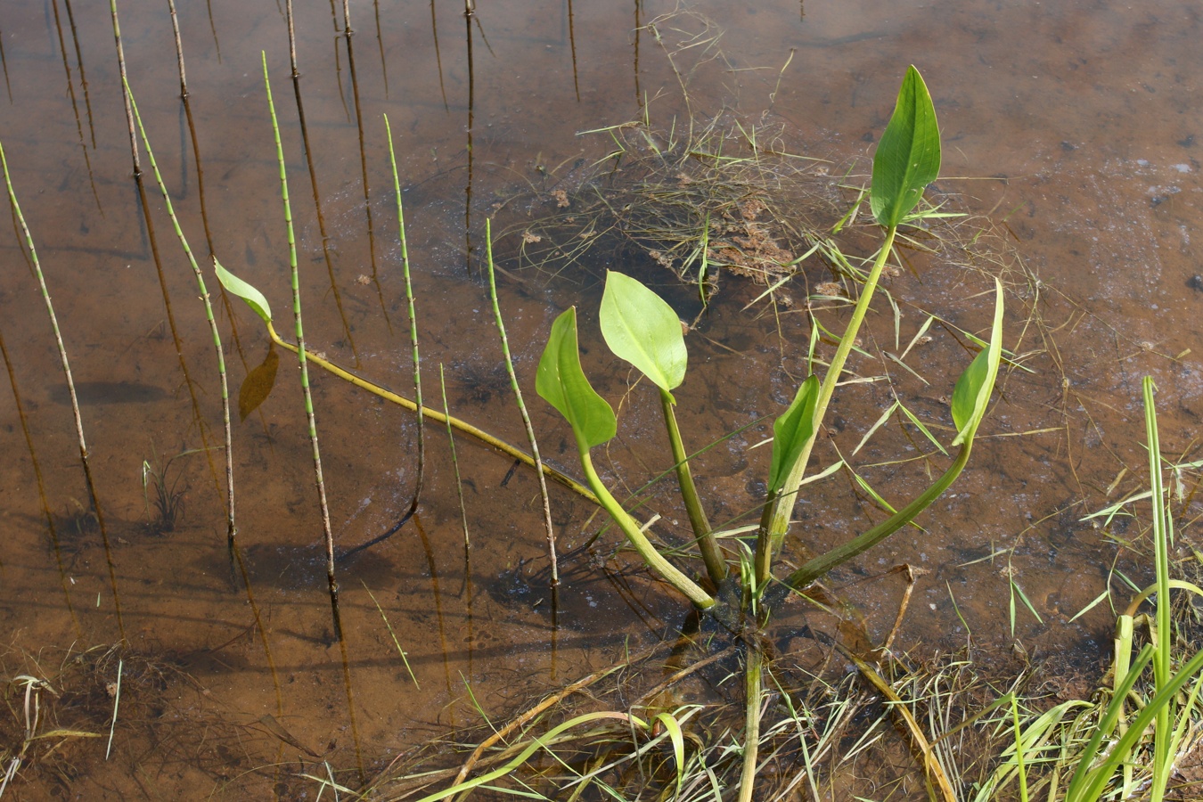 Image of Alisma plantago-aquatica specimen.
