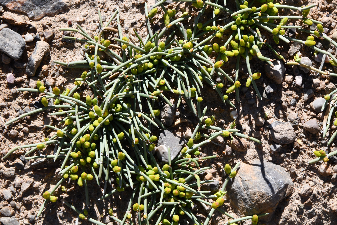 Image of Ephedra fedtschenkoae specimen.