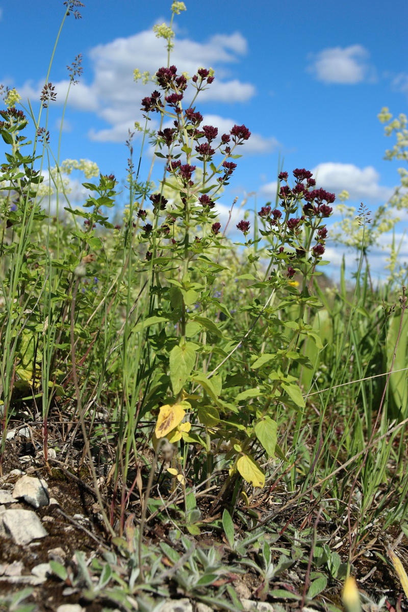 Изображение особи Origanum vulgare.