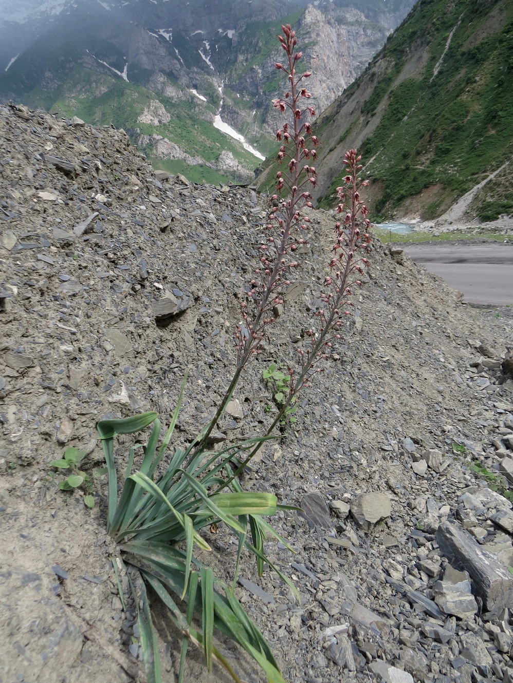 Image of Eremurus brachystemon specimen.