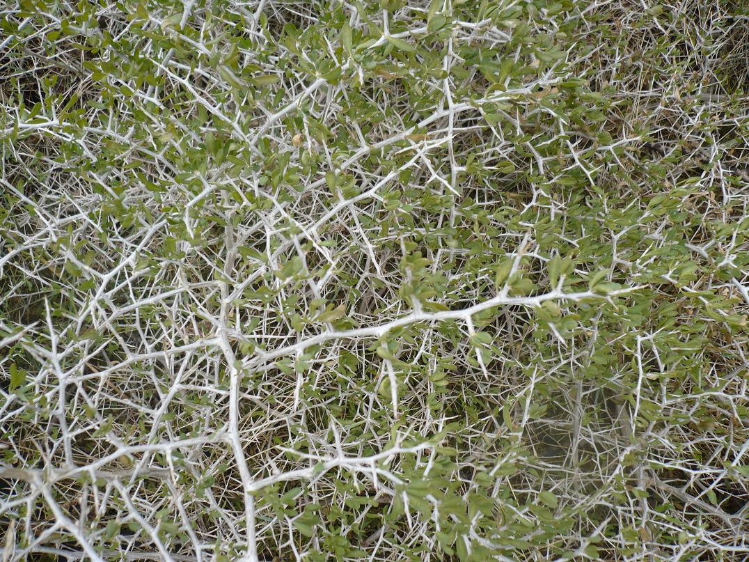 Image of Nitraria sibirica specimen.
