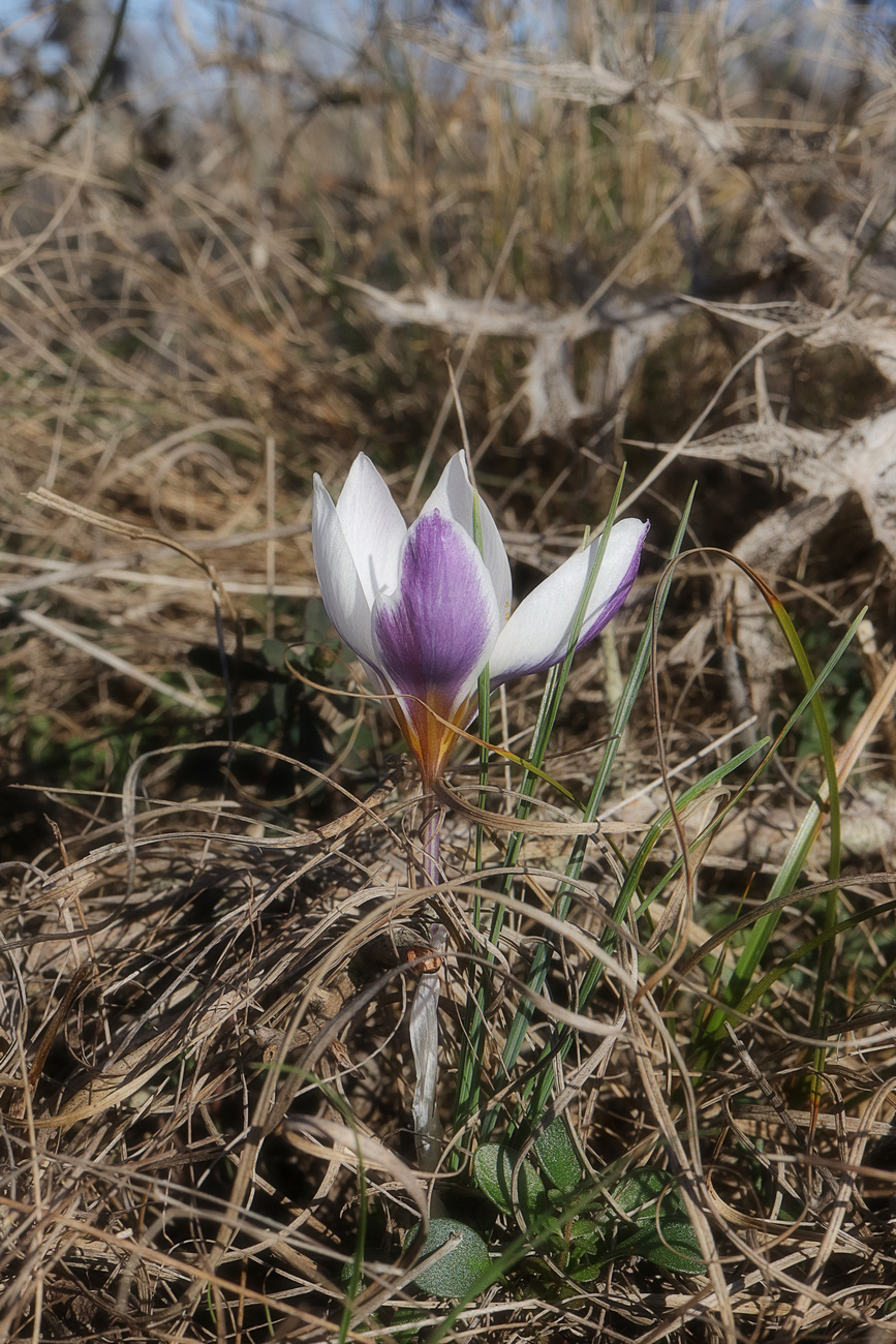 Image of Crocus tauricus specimen.