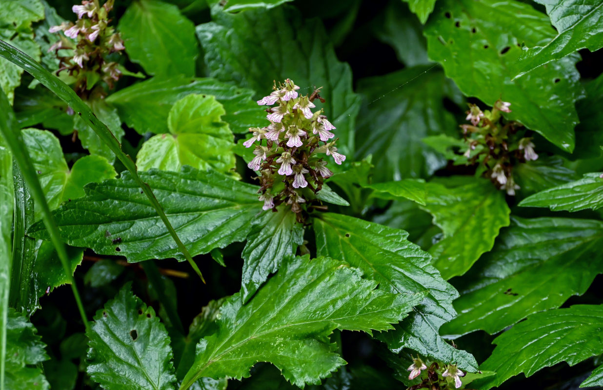 Изображение особи Ajuga decumbens.