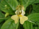 Impatiens parviflora