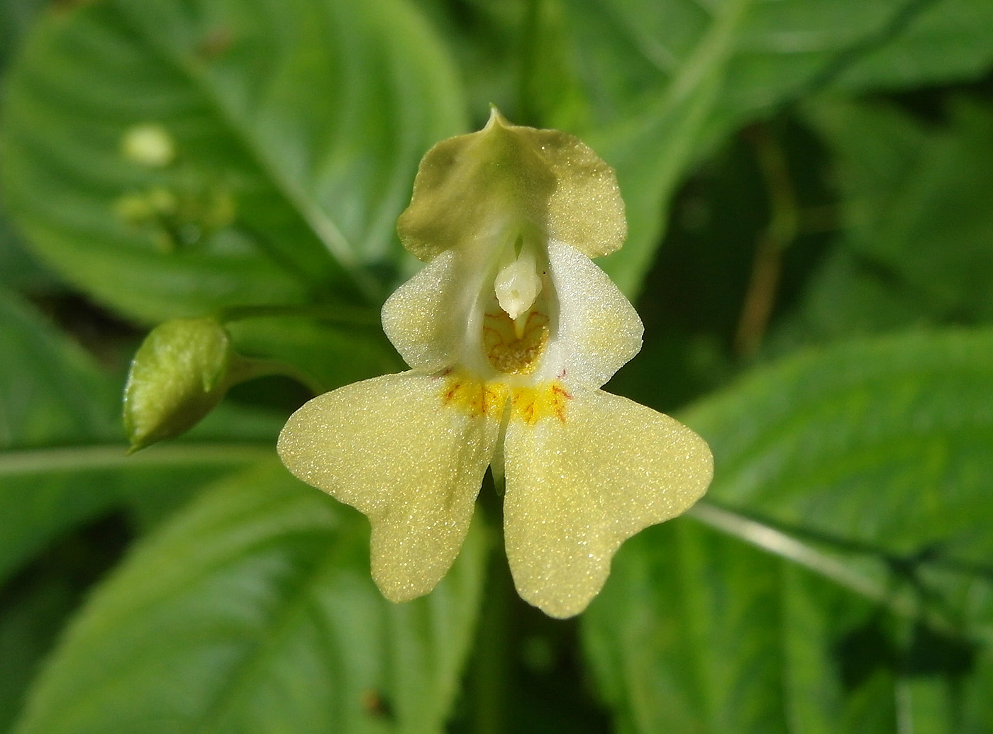 Изображение особи Impatiens parviflora.