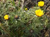 Adonis volgensis