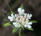 Lomelosia micrantha