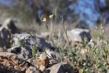 Lathyrus saxatilis