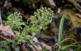 Petasites albus. Цветущее растение. Краснодарский край, Сочи, Хостинский р-н, Змейковские водопады, широколиственный лес. 11.03.2025.