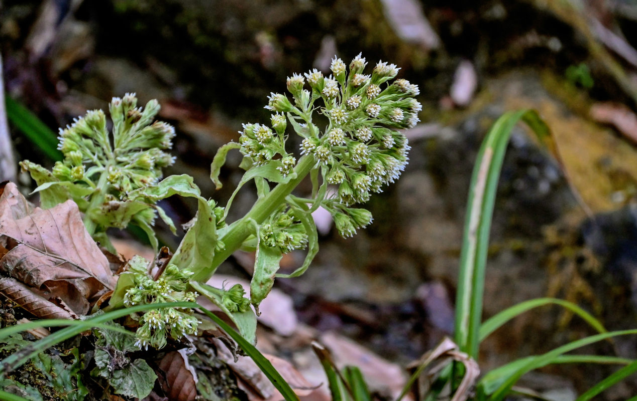 Изображение особи Petasites albus.
