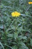 Inula britannica
