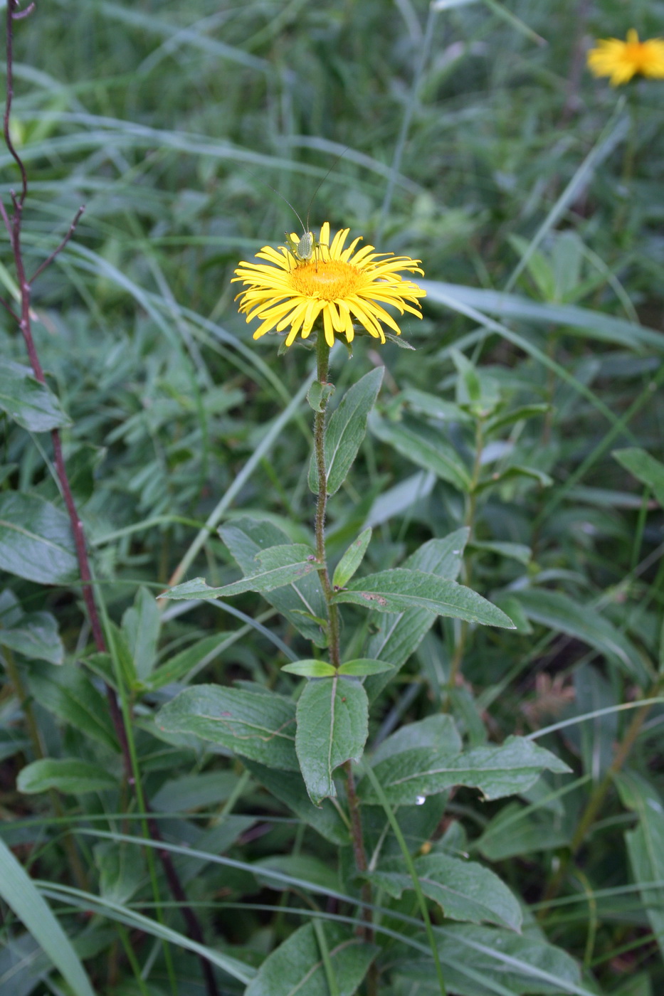 Image of Inula britannica specimen.