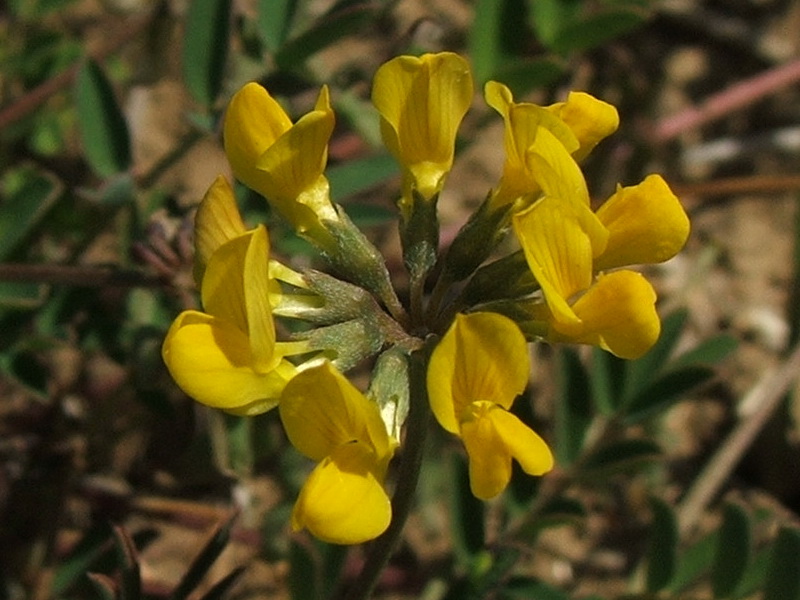 Изображение особи Hippocrepis comosa.