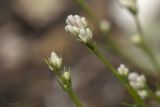 род Asperula