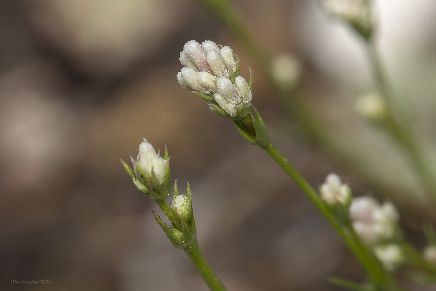 Изображение особи род Asperula.