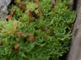 Saxifraga adenophora