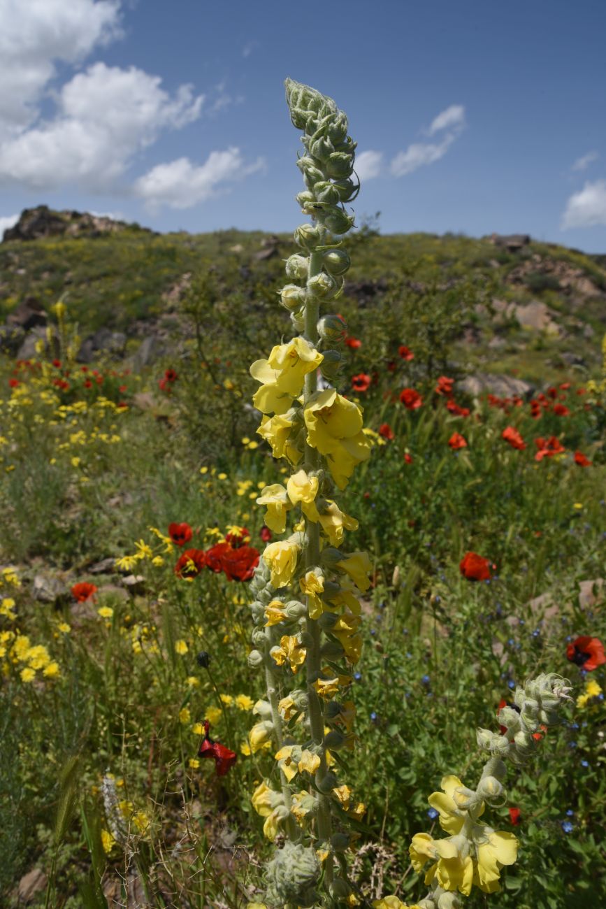 Image of genus Verbascum specimen.
