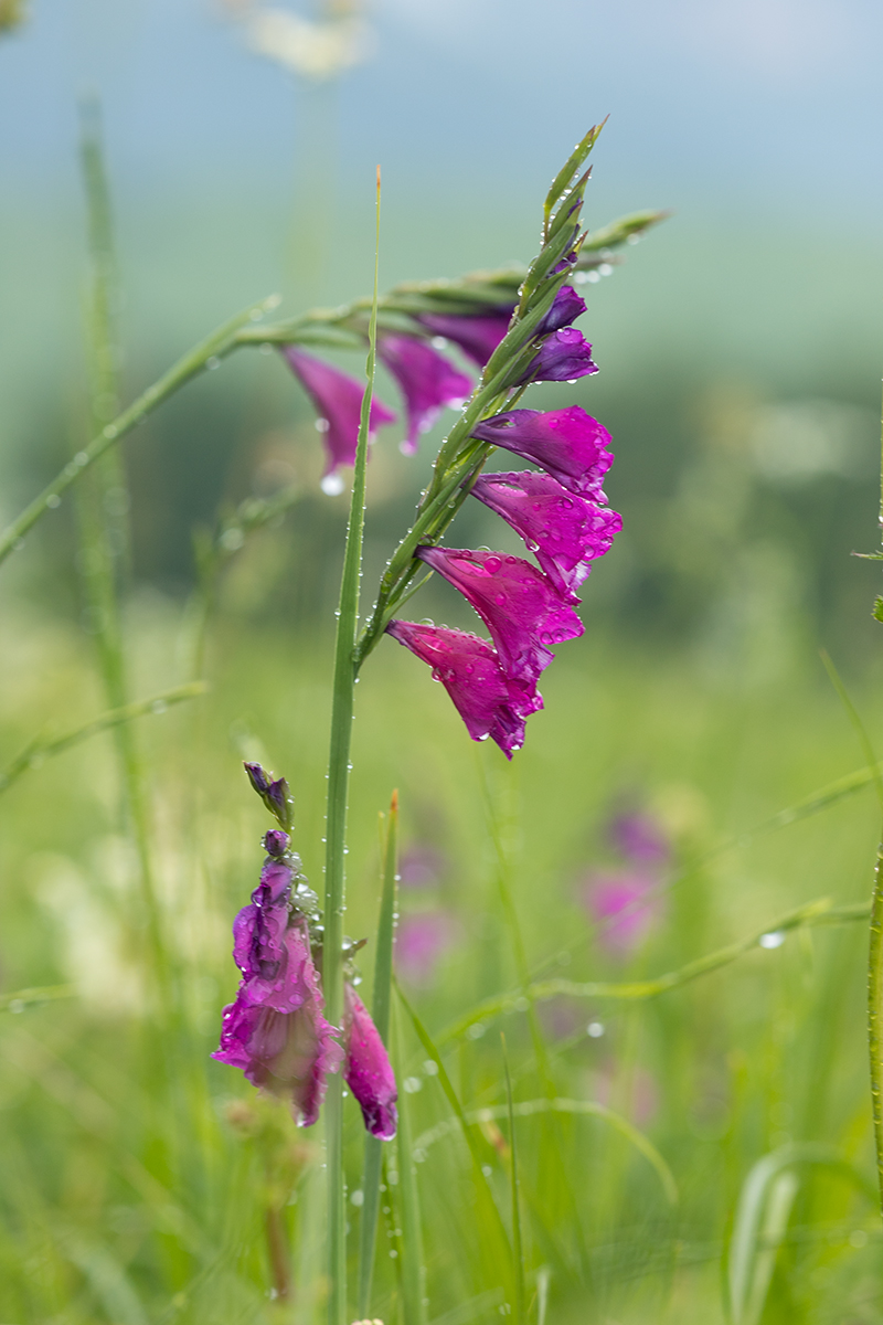 Изображение особи Gladiolus tenuis.