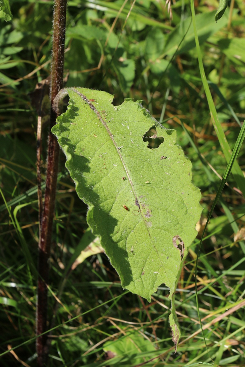 Image of Centaurea phrygia specimen.