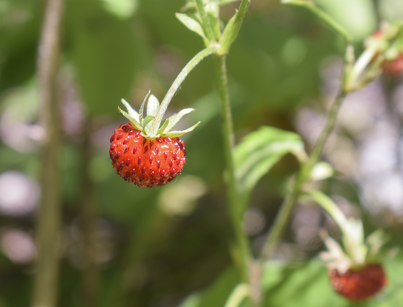 Image of Fragaria vesca specimen.