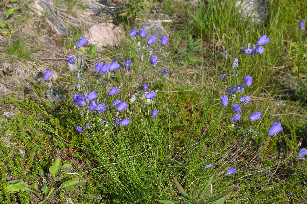 Изображение особи Campanula rotundifolia.
