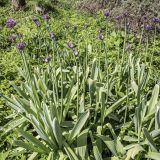 Allium rosenbachianum