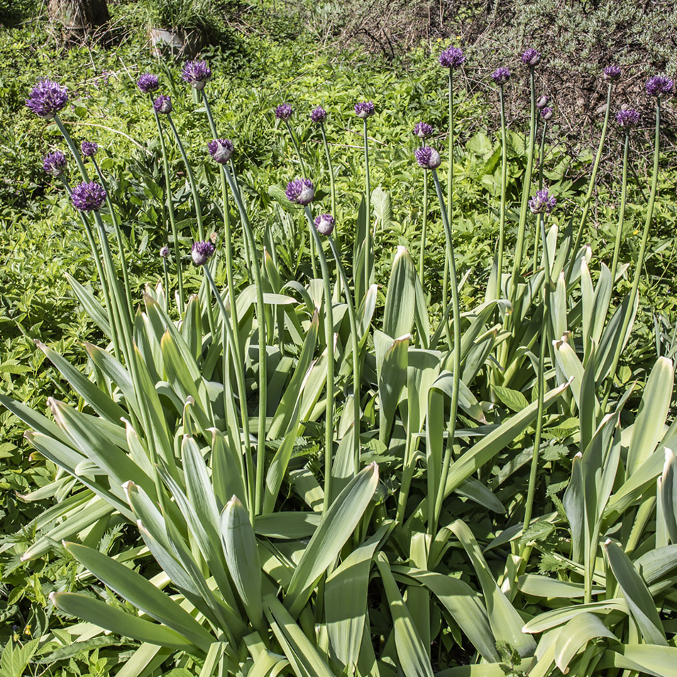 Изображение особи Allium rosenbachianum.