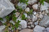 род Salix. Верхушка веточки с молодыми листьями и отцветающими мужскими соцветиями. Кабардино-Балкария, Эльбрусский р-н, западная часть котловины оз. Донгуз-Орун, осушенный участок озера. 18 июня 2025 г.