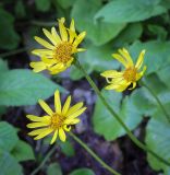 Doronicum orientale