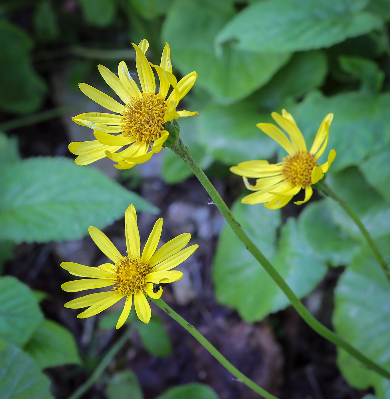 Image of Doronicum orientale specimen.