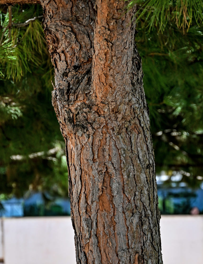 Изображение особи Pinus pinea.