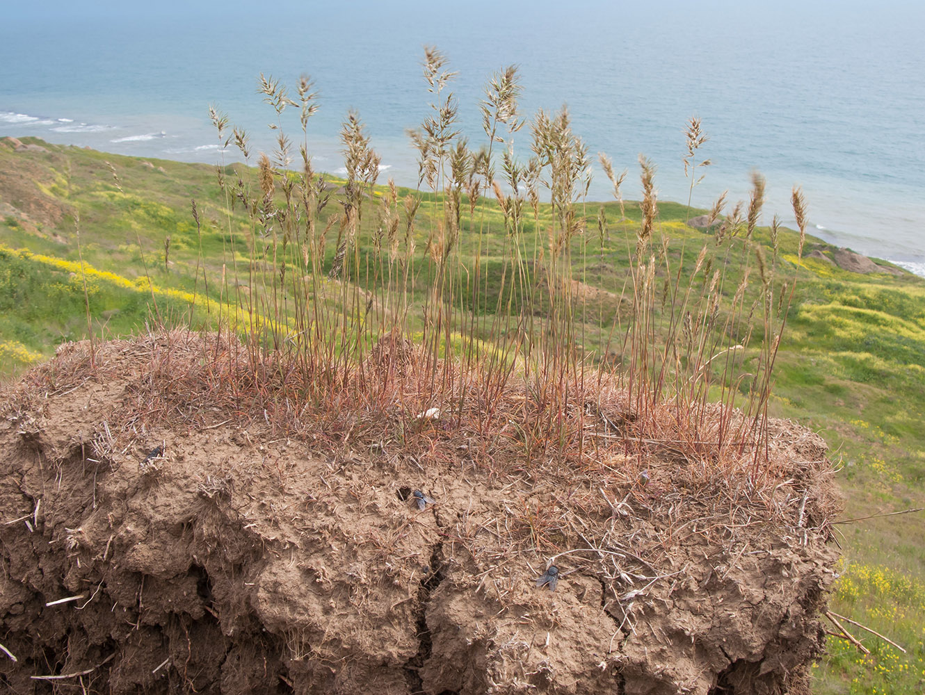 Изображение особи Poa bulbosa ssp. vivipara.