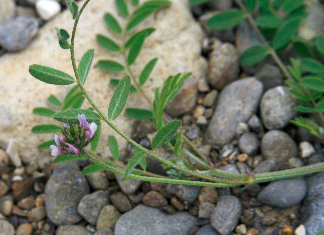 Изображение особи Astragalus filicaulis.