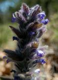 Ajuga orientalis
