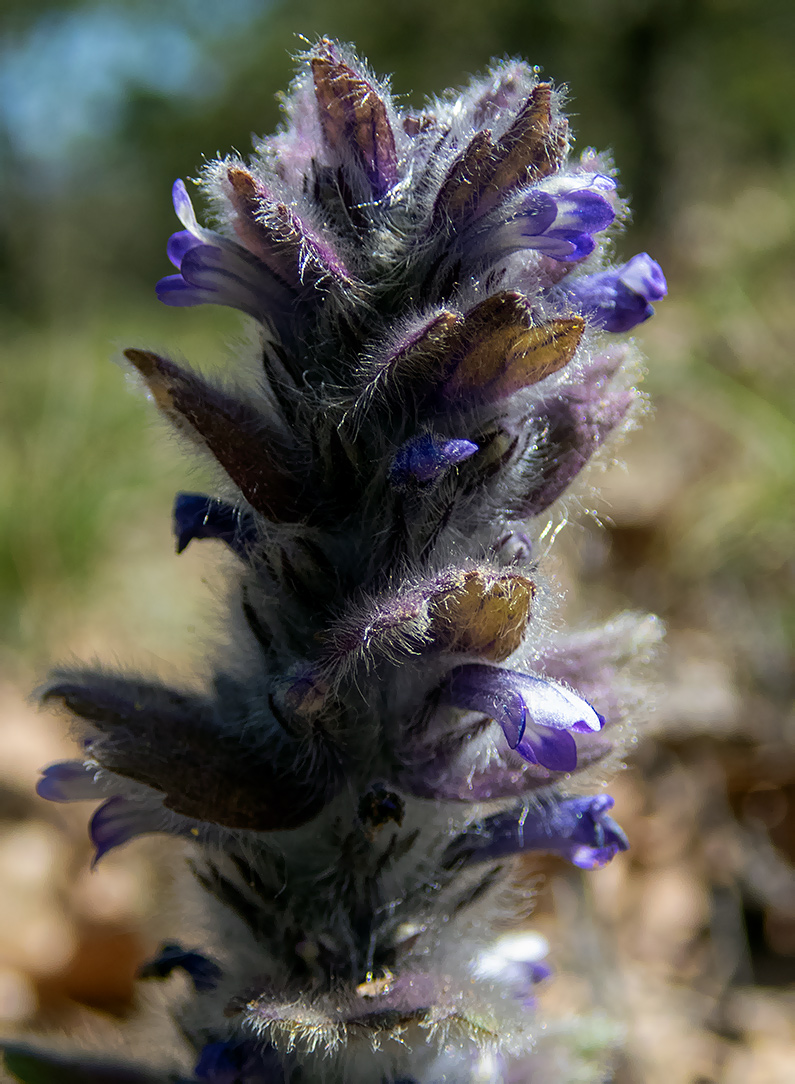 Image of Ajuga orientalis specimen.