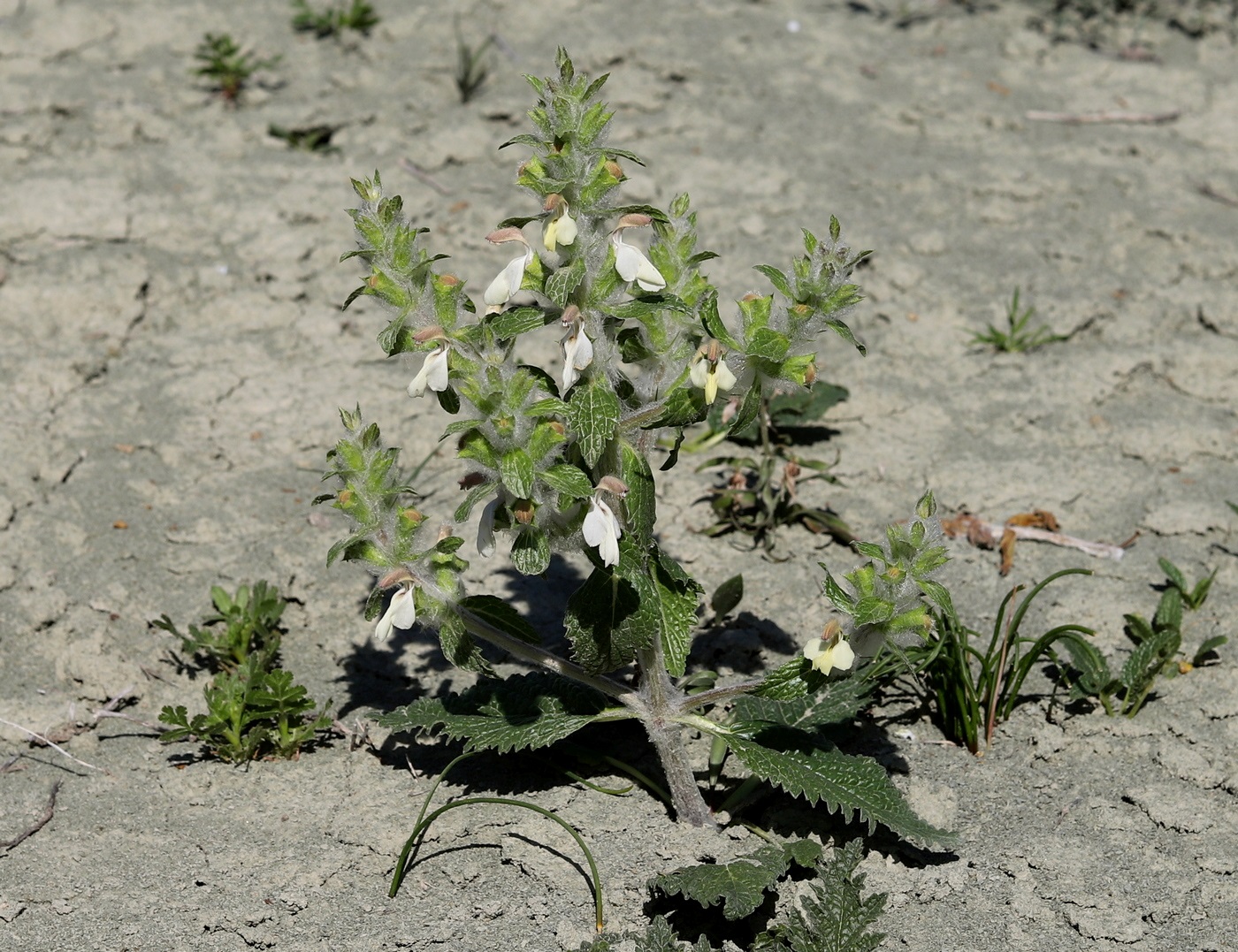 Image of Phlomoides boissieriana specimen.