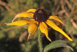Rudbeckia hirta. Соцветие. Белгородская обл., пос. Ракитное, ул. Сосновая, 2, в культуре. 1 августа 2022 г.