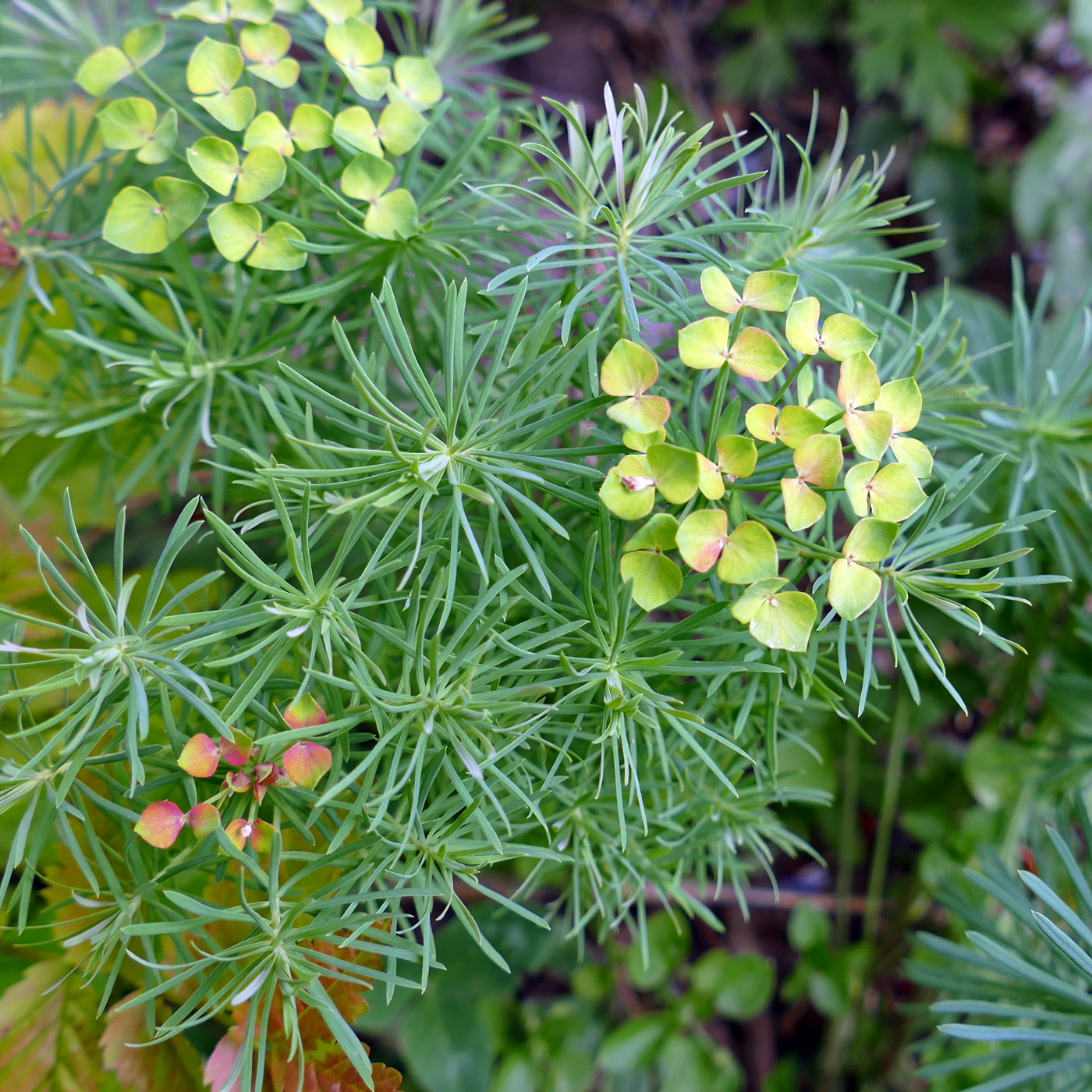 Изображение особи Euphorbia cyparissias.