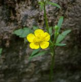 Ranunculus repens. Цветок. Абхазия, Гудаутский р-н, Рицинский реликтовый национальный парк, хр. Авадхара, дол. р. Авадхара, хвойно-широколиственный лес. 1600 м н.у.м. 09.06.2025.